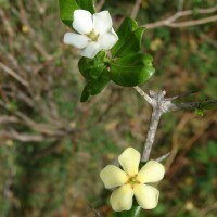 Catunaregam spinosa (Thunb.) Tirveng.